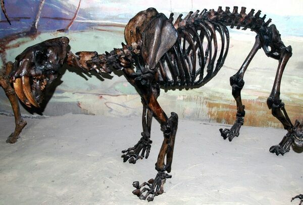 Skeleton of Smilodon (Smilodon californicus) from the La Brea Tar Pits in Los Angeles. Photo by James St. John  Creative Commons License